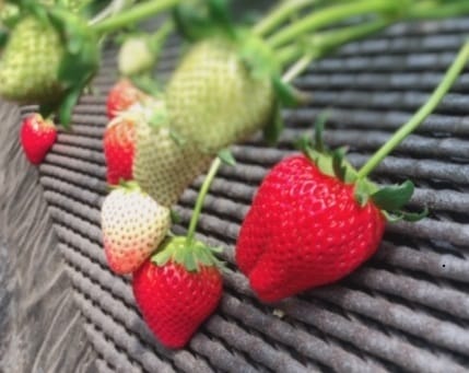 いちご狩り行ってきました♡01