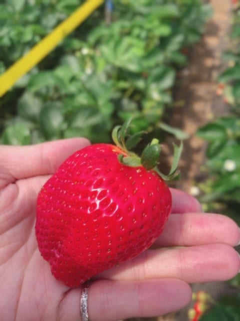 いちご狩り行ってきました♡02