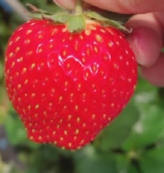 いちご狩り行ってきました♡03