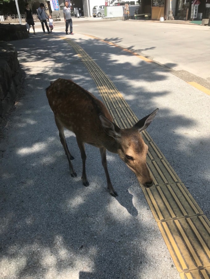 宮島の鹿って、、、01