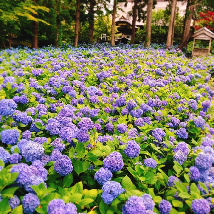 あじさい寺雲昌寺へ行ってきました♪01