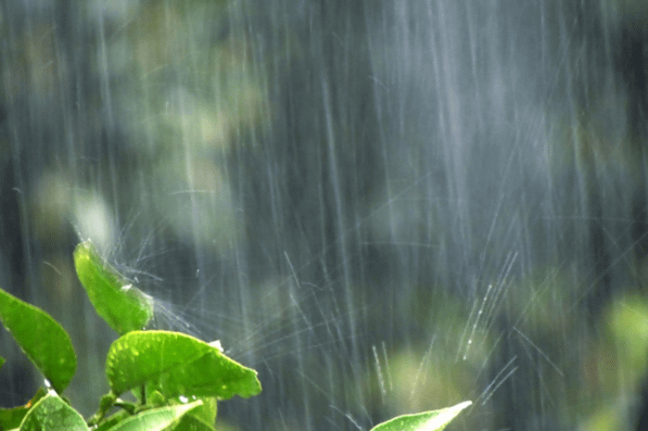 雨ですね〜〜01