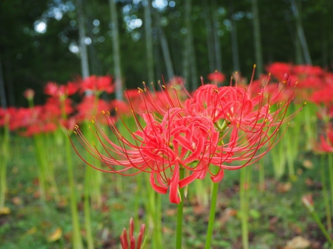 曼珠沙華を見に行きました01