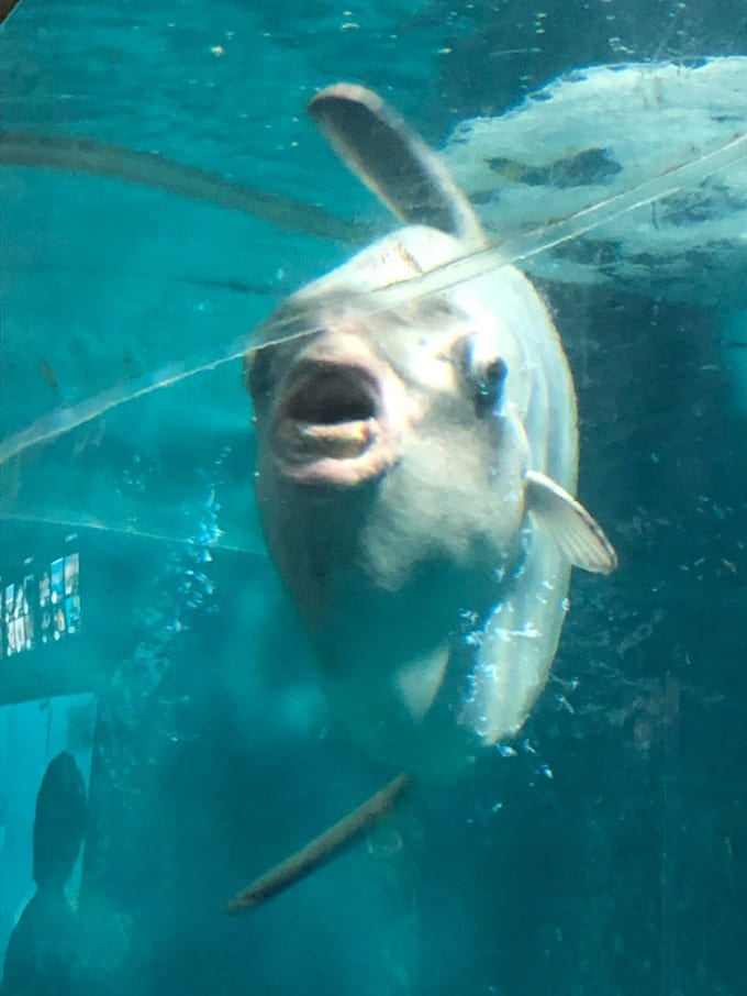 深海 魚 ブサイク 北海道の珍魚オオカミウオを料理したら味に衝撃
