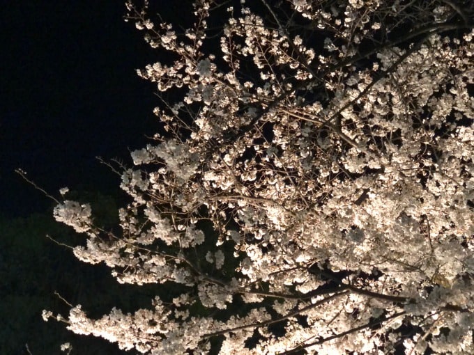 桜01