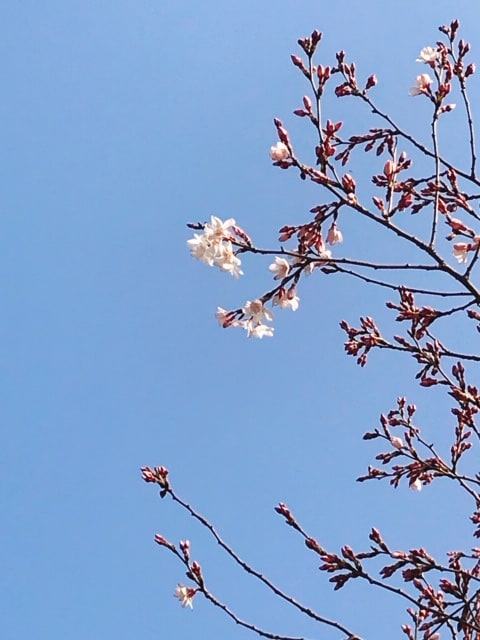 桜開花♪01