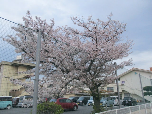 桜が咲いていました01