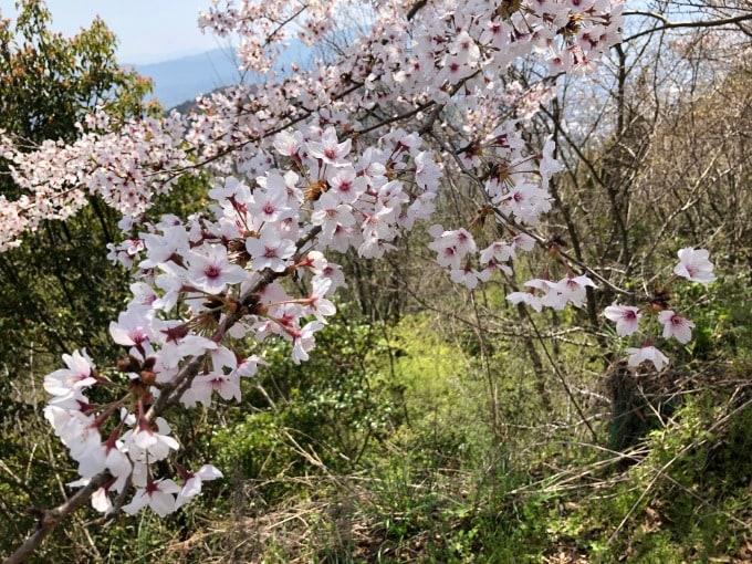 綺麗な桜を見つけました！01