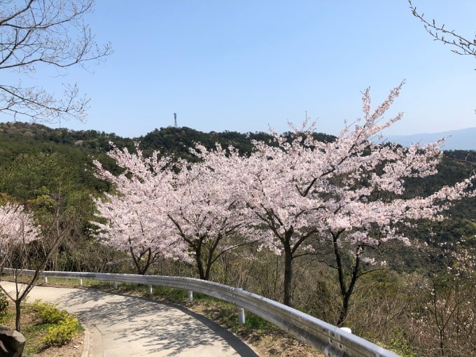 綺麗な桜を見つけました！02
