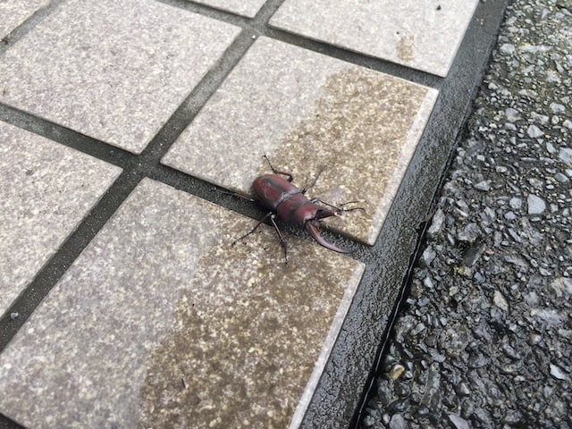 厚木及川店でよく見る生き物05