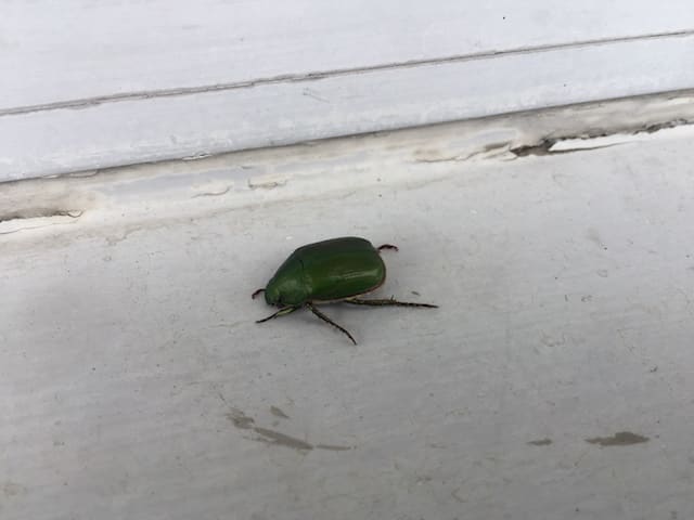 厚木及川店でよく見る生き物06