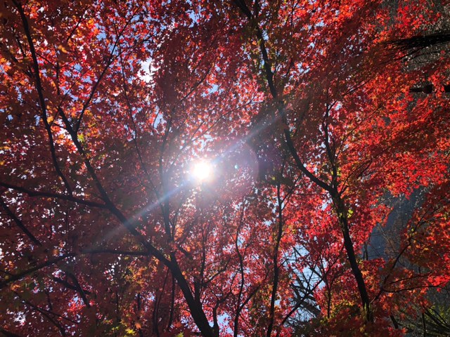 秋の紅葉&冬桜03