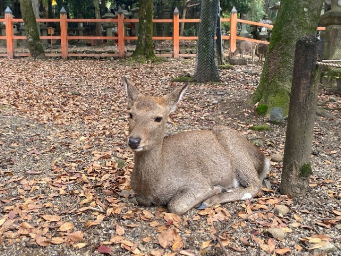 奈良に行ってきました！01