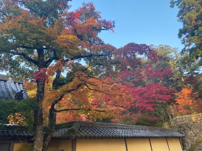 紅葉01