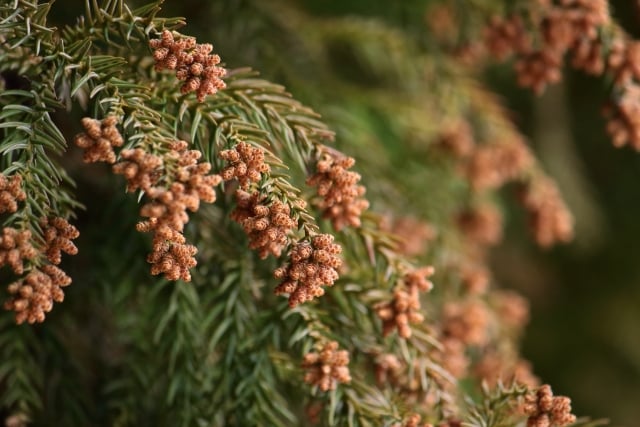 花粉の季節ですね、、、01