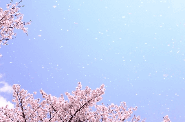 桜の開花01