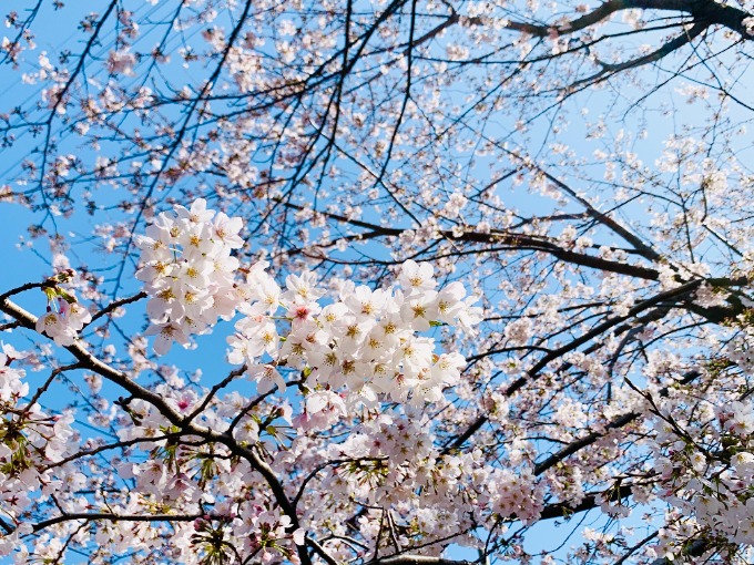 〜息抜きブログ〜 桜見つけました♪01