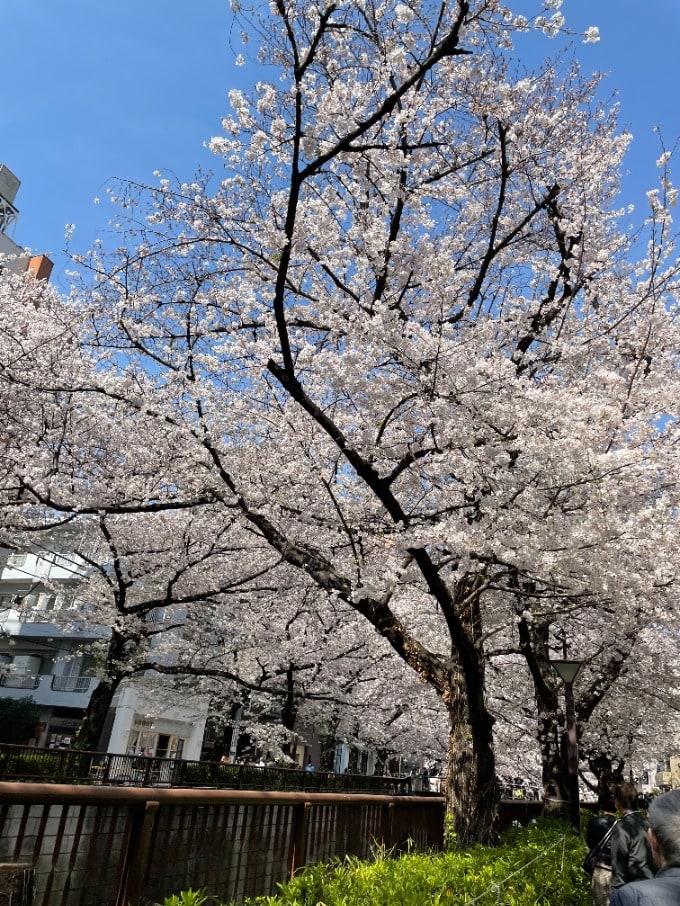 桜が満開の時期ですね。01