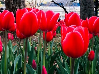 【息抜きブログ】桜に続きこちらも満開です♪01