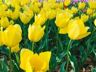 【息抜きブログ】桜に続きこちらも満開です♪04