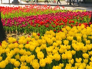 【息抜きブログ】桜に続きこちらも満開です♪05