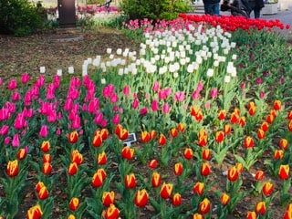 【息抜きブログ】桜に続きこちらも満開です♪06