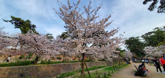 桜が見たくて、、、♡01