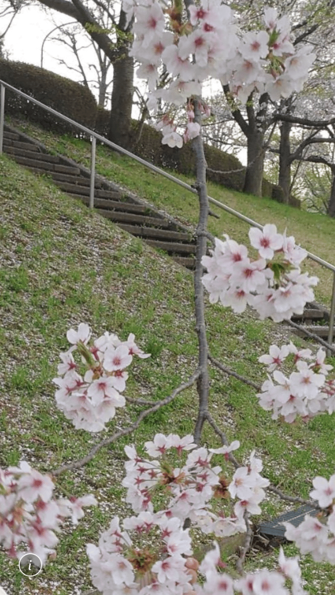 【成田の徒然日記】やはりこの時期は桜ですね。そして、お車選びもいかがでしょうか？01