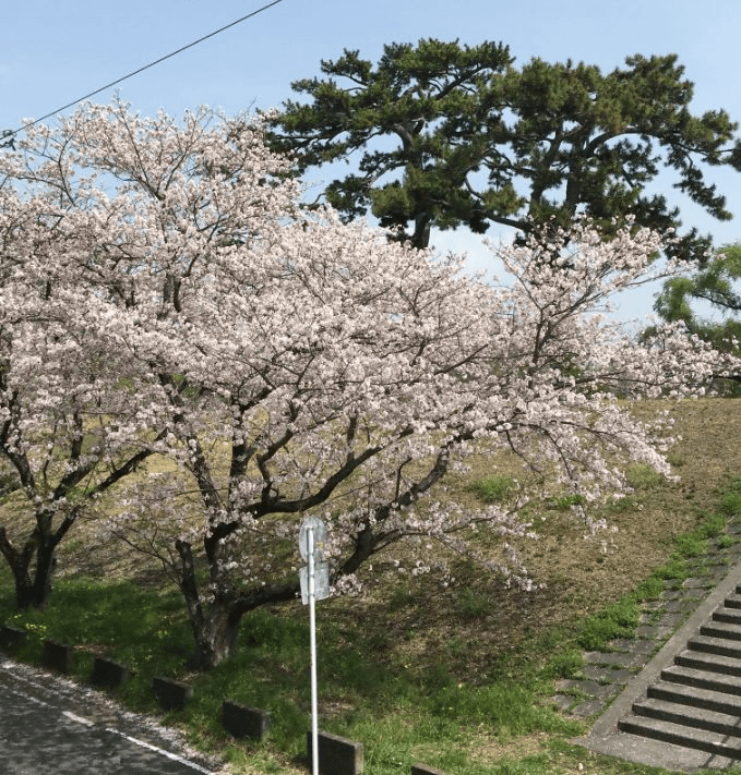 春到来！今月も、宜しくお願いします！01