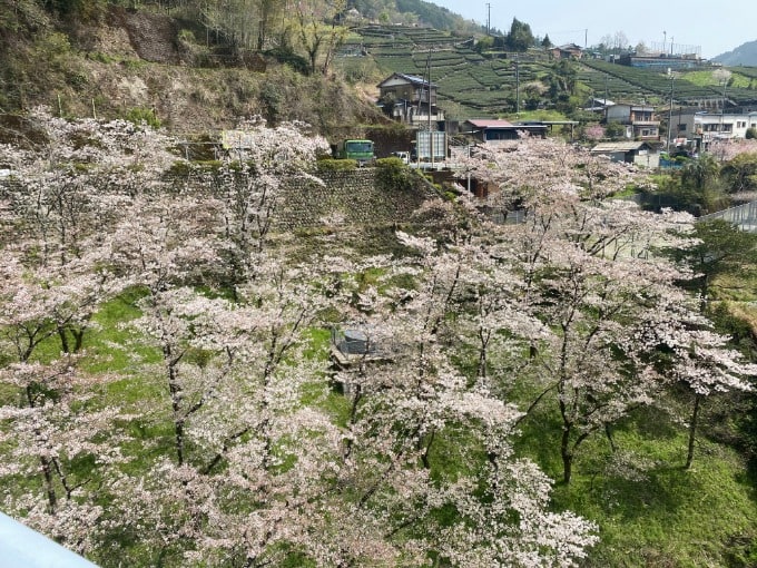 お花見の季節ですね！01