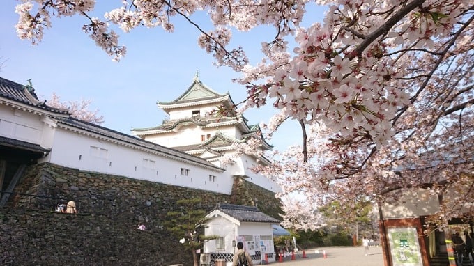 和歌山城の桜01