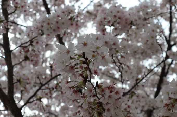 桜の季節がやってきました！！01