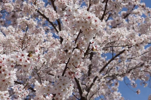 春の応援キャンペーンは4月25日まで！ガリバー 盛岡店、新生活応援致します。ガリバー どこまでも、全力少年。ガリバー盛岡店、中古車査定・中古車販売でお役に立たせて頂きます。01