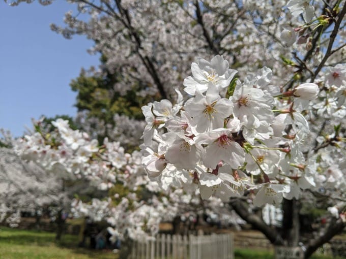 お花見01