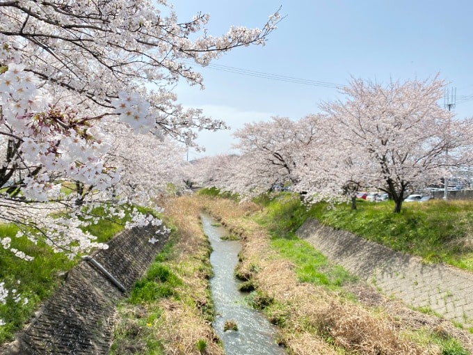 桜満開♪01