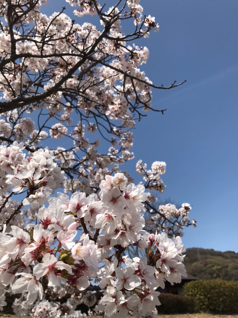 ★★　春はやっぱり桜かあ(#^.^#)　★★01