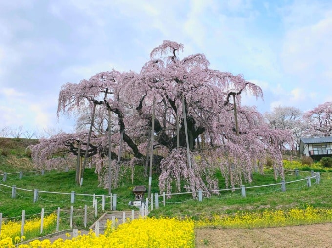 【気抜きブログ】三春滝桜が素晴らしい！！01