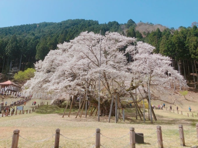 お花見01