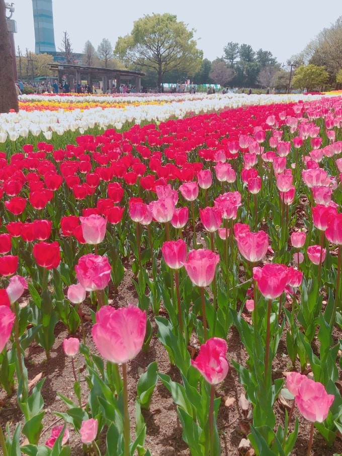 お花見２01