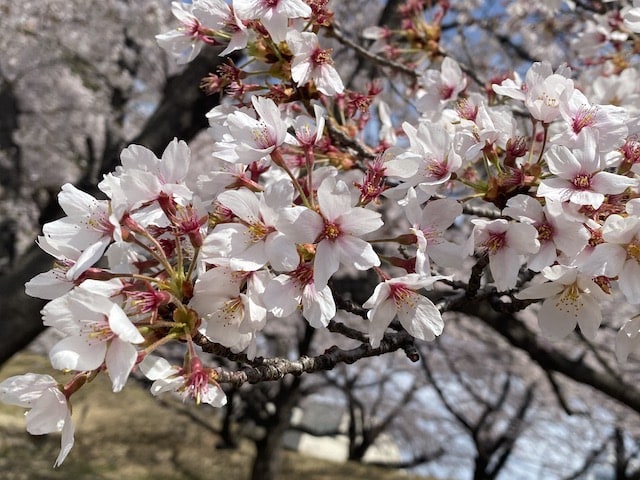 岩手県北上/花巻/盛岡で桜が満開ですね。本日、ガリバー花巻店はお休みです。盛岡店にお越し下さいませ。01