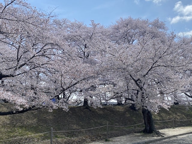 岩手県北上/花巻/盛岡で桜が満開ですね。本日、ガリバー花巻店はお休みです。盛岡店にお越し下さいませ。02