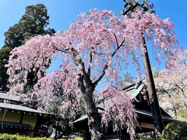 本日、ガリバー花巻店はお休みです。盛岡店にお越し下さいませ。01