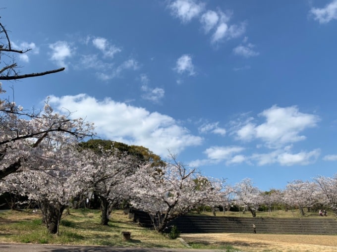 花見に行ってきました！！01