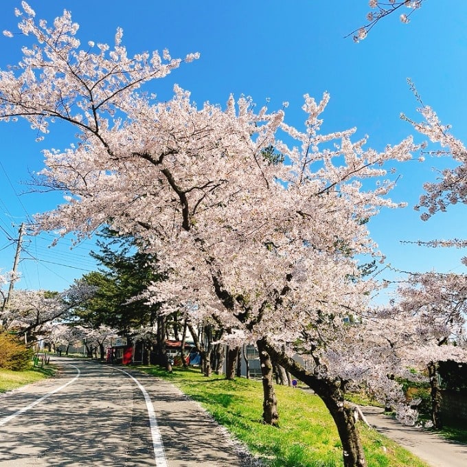 ＊　お花見〜♪　＊01