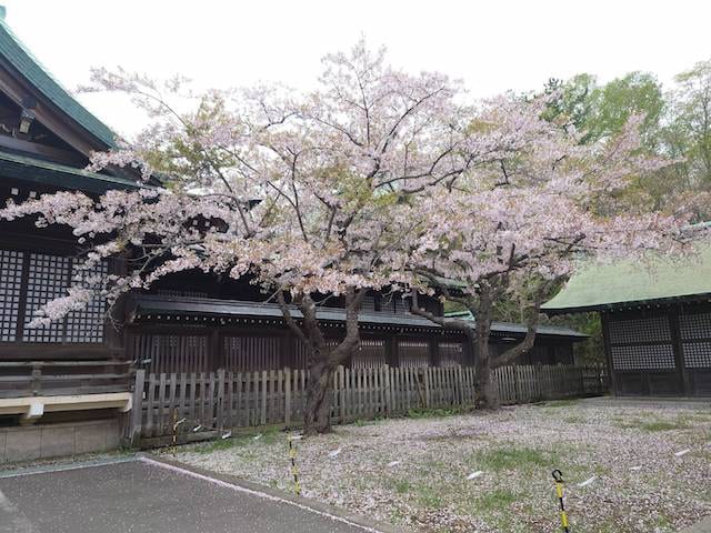 5月の桜03