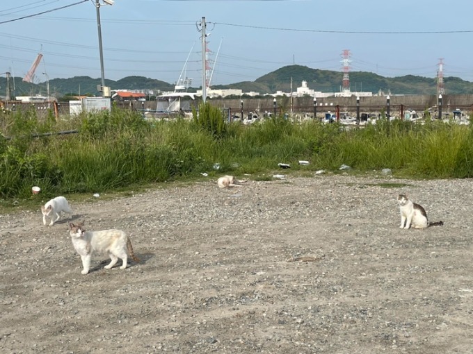 猫大好きな人です。01