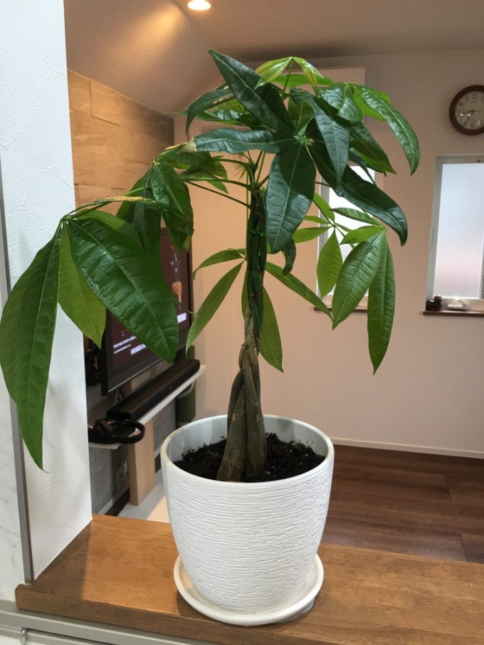 【観葉植物買いました！】01