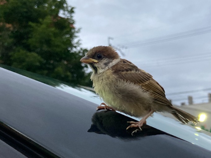 スズメ On The Car01