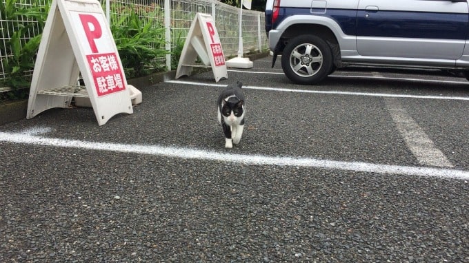 招き猫のハチワレちゃんが来店しました！01