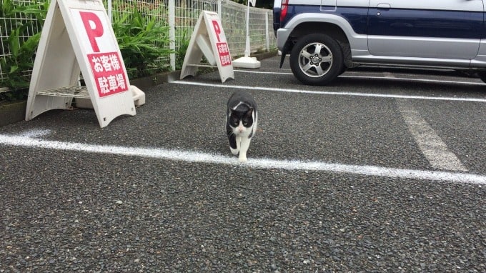 招き猫のハチワレちゃんが来店しました！02